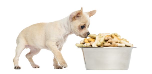 Chihuahua puppy eating from a big bowl full of biscuits, isolate - Photo, Image