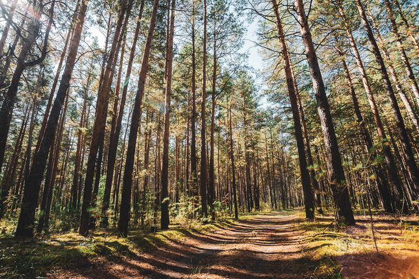 Straight trunks of tall pines in sunny day. Road among giant coniferous trees on background of sunlight. Skylight in glade. Atmospheric conifer forest. Shadows in pinery. Amazing landscape with glare. - Photo, Image