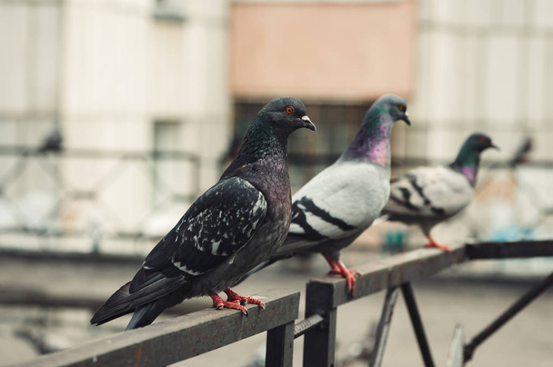 Les pigeons s'assoient sur une clôture en fer dans la cour d'un immeuble à plusieurs étages. Cour de la ville
. - Photo, image