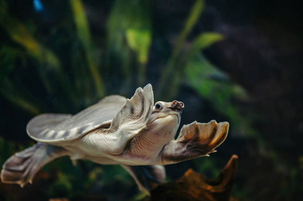 carettochelys insculpta. Schweinsnasenschildkröte schwimmt in Aquarium. - Foto, Bild