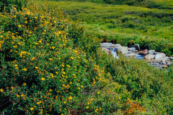 Bush con flores amarillas florecientes de hierba plateada en el fondo del arroyo de montaña de cerca. Las plantas medicinales crecen cerca del arroyo. Planta curativa cerca del agua de manantial. Paisaje con rica vegetación de tierras altas
. - Foto, imagen