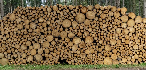 Drewniane kłody z lasem na tle. Pnie drzew wycięte i ułożone na pierwszym planie - Zdjęcie, obraz