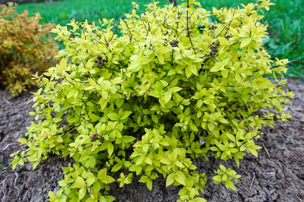Кущ яскраво-зелене молоде листя в саду
 - Фото, зображення