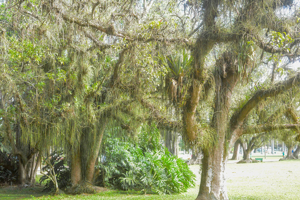 зеленые деревья в парке - Фото, изображение