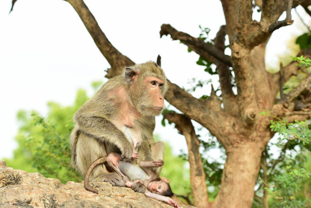 közelről aranyos majmok szabadban  - Fotó, kép