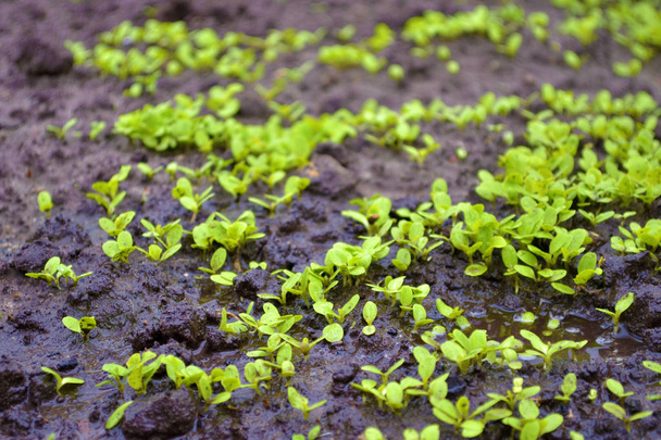 Młode kiełki sałaty w ogrodzie na mokrej ziemi z kałużą - Zdjęcie, obraz
