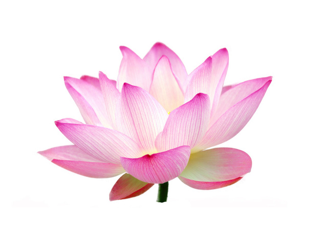 pięknymi lotosu - Zdjęcie, obraz