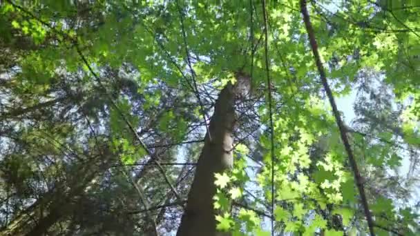 Wysoki klon z rozłożystym Platanem widok korony z dołu. Słoneczny dzień w lesie - Materiał filmowy, wideo