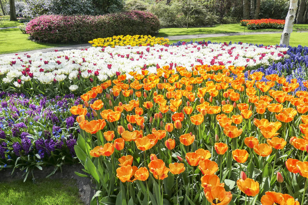 Moře květin s hyacinty a tulipány ve více barvách - Fotografie, Obrázek