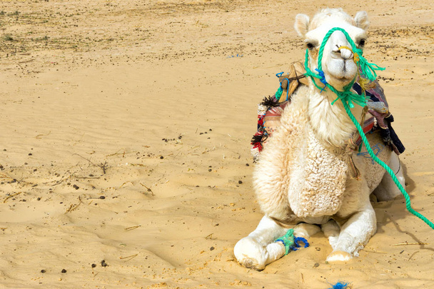 Camel lähikuva Ong Jemel Desert Tunisiassa
.  - Valokuva, kuva