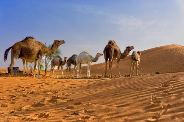 Sahara Desert z wielbłądów w Tunezji - Zdjęcie, obraz