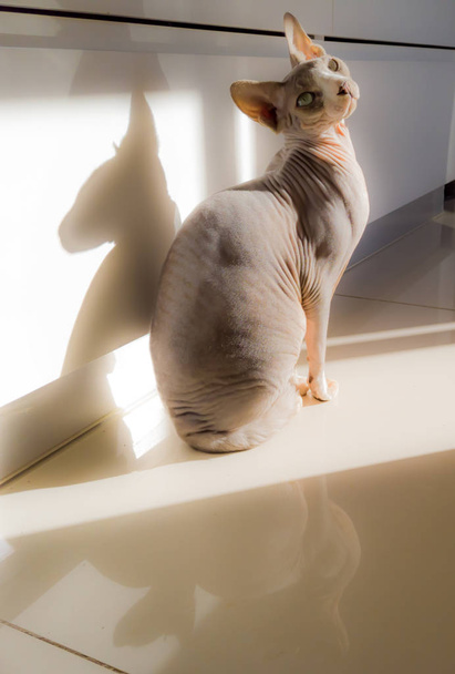 sphynx ou sphinx chat sans poils est assis sur le sol
  - Photo, image