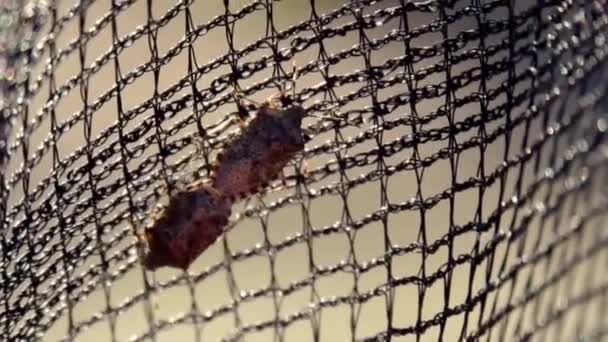 makró Vértes a foltos pajzs hibák párzás, párosítás rituális büdös bogarak, rovar reprodukciós - Felvétel, videó