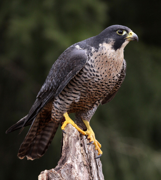 Stationary Peregrine Falcon - Photo, Image