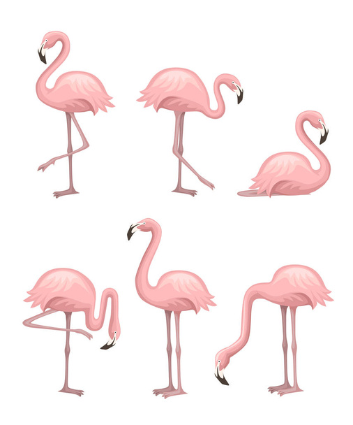 Söpö sarjakuva persikka vaaleanpunainen flamingo asetettu. Hauska flamingo-kokoelma. Sarjakuva eläin hahmo suunnittelu. Tasainen vektori kuva eristetty valkoisella taustalla
 - Vektori, kuva