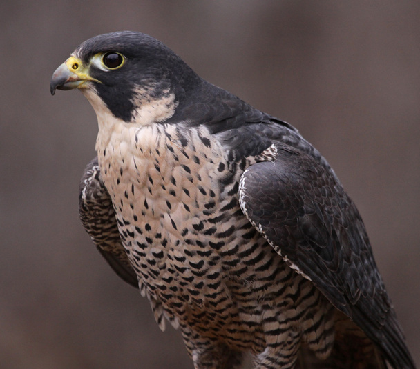 Peregrine Falcon Portrait - Photo, Image