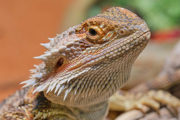 портретная макрофотография бородатого дракона (Бартагаме) в террариуме - Фото, изображение