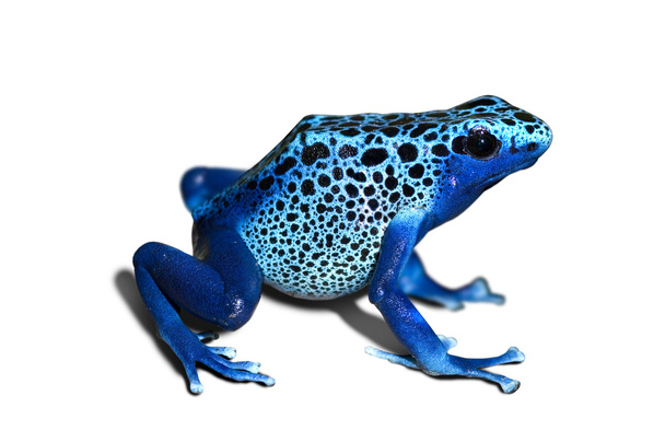Poison frog - Photo, Image