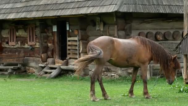 Cavalo perto da casa velha, um cavalo no prado comendo grama - Filmagem, Vídeo