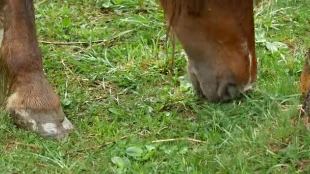 Cavalo perto da casa velha, um cavalo no prado comendo grama - Filmagem, Vídeo