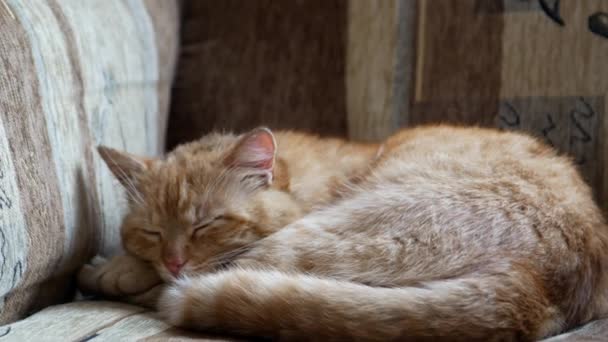 Carino piccolo gattino rosso dorme su pelliccia coperta bianca, 4k - Filmati, video