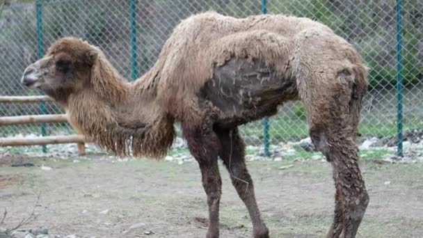 Um velho camelo no zoológico, um camelo doente, um animal em cativeiro, crueldade para com os animais - Filmagem, Vídeo