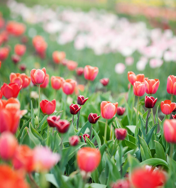 czerwone tulipany z bliska - Zdjęcie, obraz