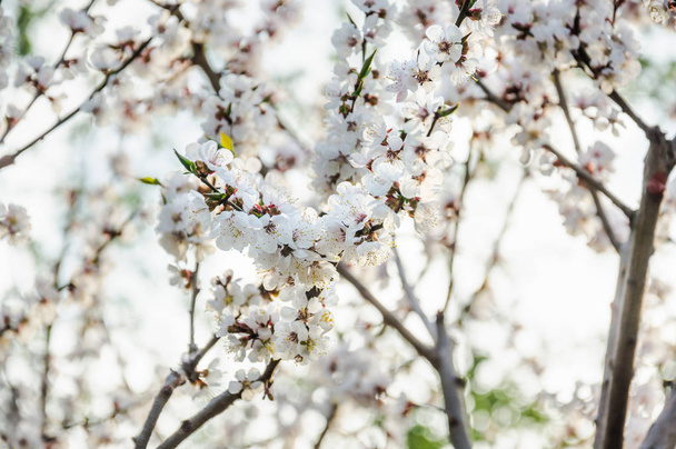 Blooming Apricot tree (Prunus armeniaca) in spring - Photo, Image