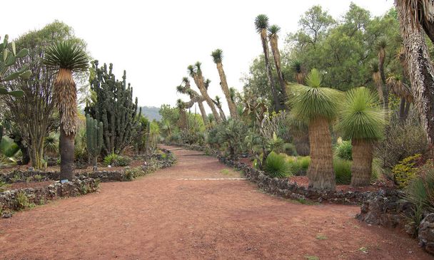 einheimische Pflanzen im unam botanischen Garten, Mexiko-Stadt, Mexiko. - Foto, Bild