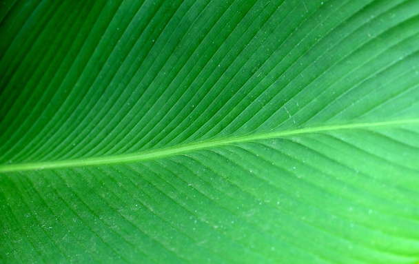 Close-up groene bananenblad textuur, abstracte bananenblad - Foto, afbeelding