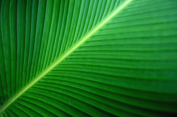 Closeup zelený banánový list textura, abstraktní banánový list  - Fotografie, Obrázek