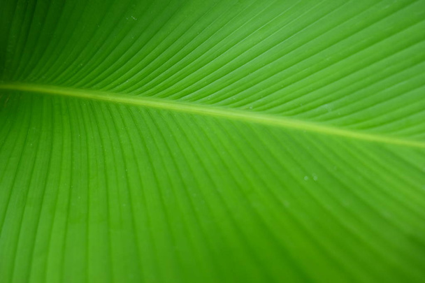Closeup Green banana leaf texture, Abstract Banana leaf - Foto, afbeelding