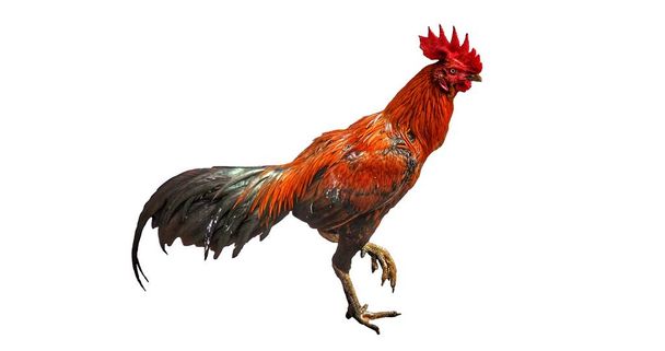 Fighting cock on white background. - Photo, Image
