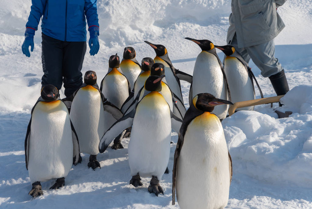 King Penguin séta a testmozgást - Fotó, kép