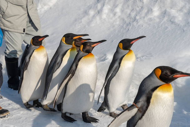 Król Penguin chodzić do ćwiczeń - Zdjęcie, obraz