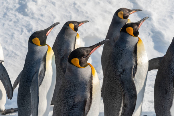 King Penguin marche pour l'exercice
 - Photo, image