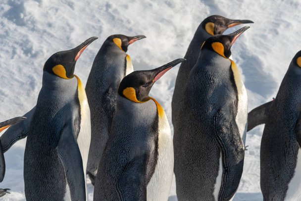 Король пінгвінів ходити за вправу - Фото, зображення