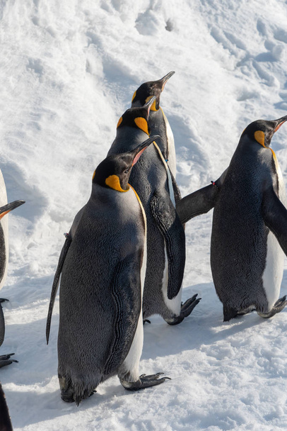 King Penguin marche pour l'exercice
 - Photo, image
