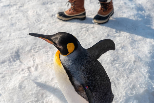 King Penguin a piedi per l'esercizio
 - Foto, immagini