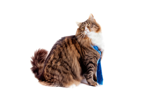 Maine Coon Cat On White - Photo, Image