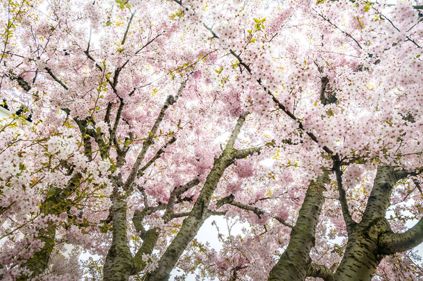 Florecen los cerezos
. - Foto, Imagen