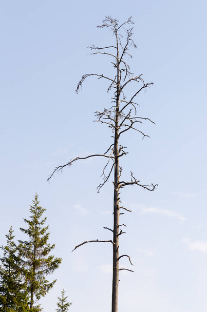 Standing dead tree against a blue sky - Foto, Imagen