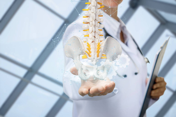 Un modello di colonna vertebrale artificiale con bacino unire nelle mani dei medici
. - Foto, immagini