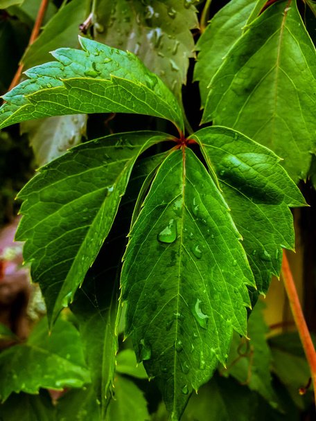 green grape leaves after rain background vine - Photo, Image