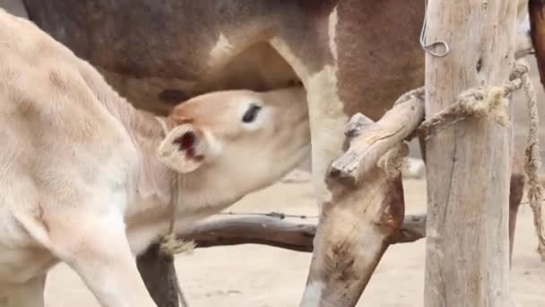 young bull eats breast milk from mother - Filmmaterial, Video