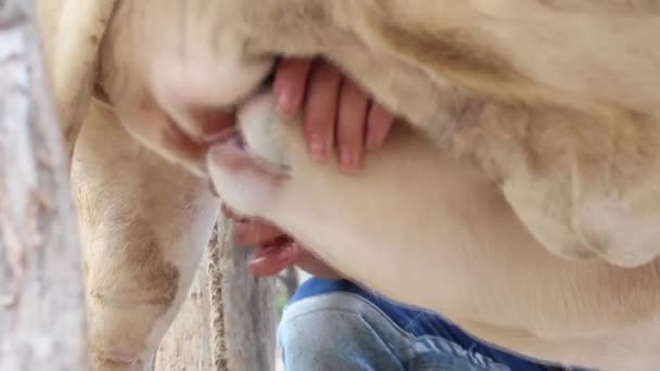 nuori härkä syö äidiltä rintamaitoa
 - Materiaali, video