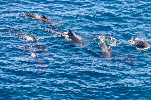 Balene pilota a pinna lunga nell'Oceano Atlantico meridionale
 - Foto, immagini
