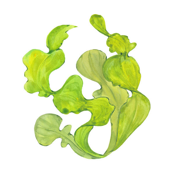 watercolor green algae - Foto, immagini