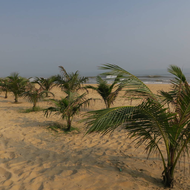 green coconut palms in asia on the white sand beach - Fotó, kép