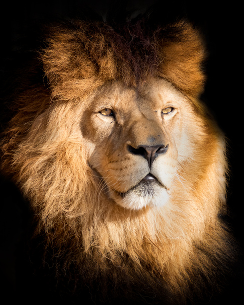 Retrato leão no preto
 - Foto, Imagem